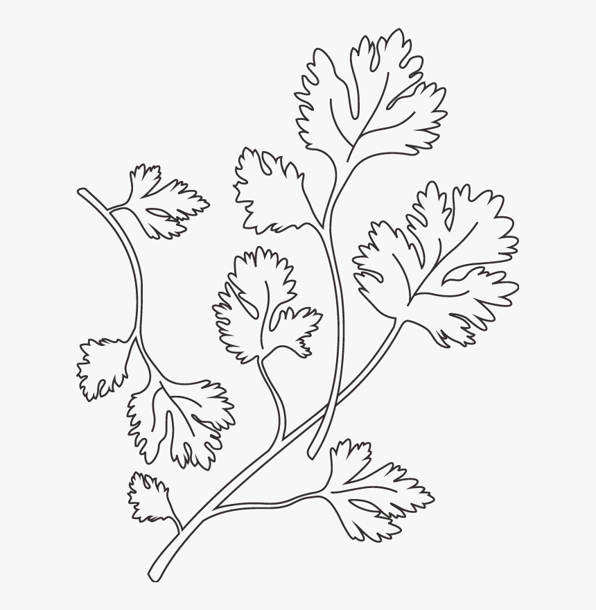 Transparent Cilantro Clipart Black And White - Black And White Cilantro, HD Png Download, Free Download