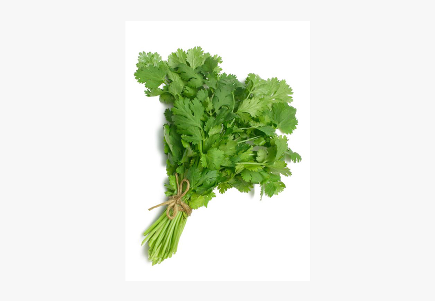 Cilantro Transparent, HD Png Download, Free Download