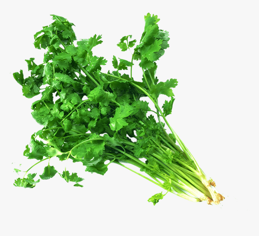 Transparent Coriander Leaves Png, Png Download, Free Download