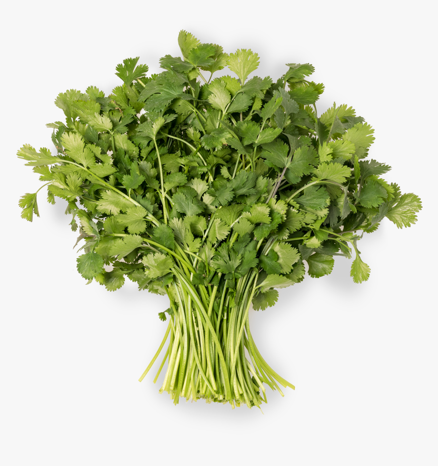 Parsley, HD Png Download, Free Download