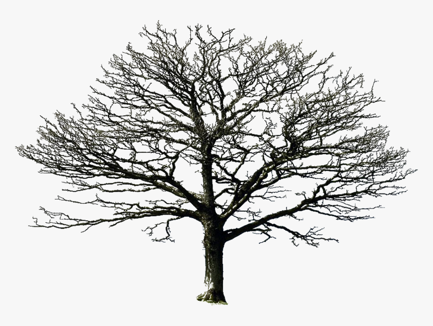 Bare Tree Png By Doloresminet - Transparent Background Dead Tree, Png Download, Free Download