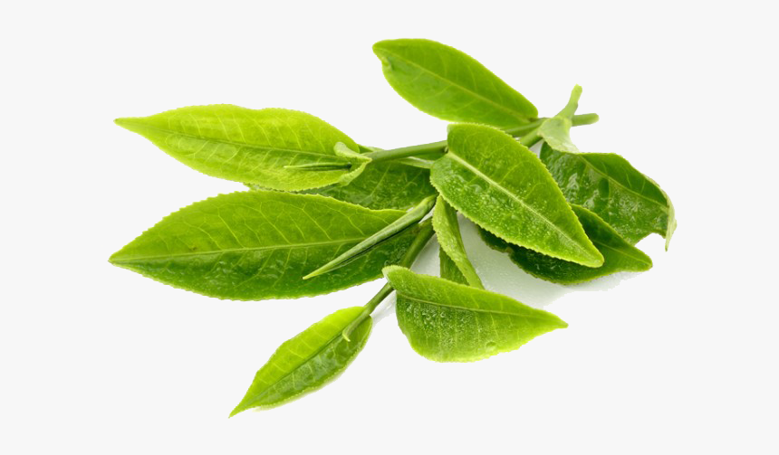 Download Green Tea Transparent Png - Green Tea Leaf Png, Png Download, Free Download