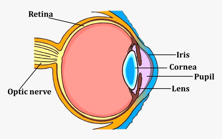 Transparent Question And Answer Clipart - Diagram Of Eye For Class 5, HD Png Download, Free Download