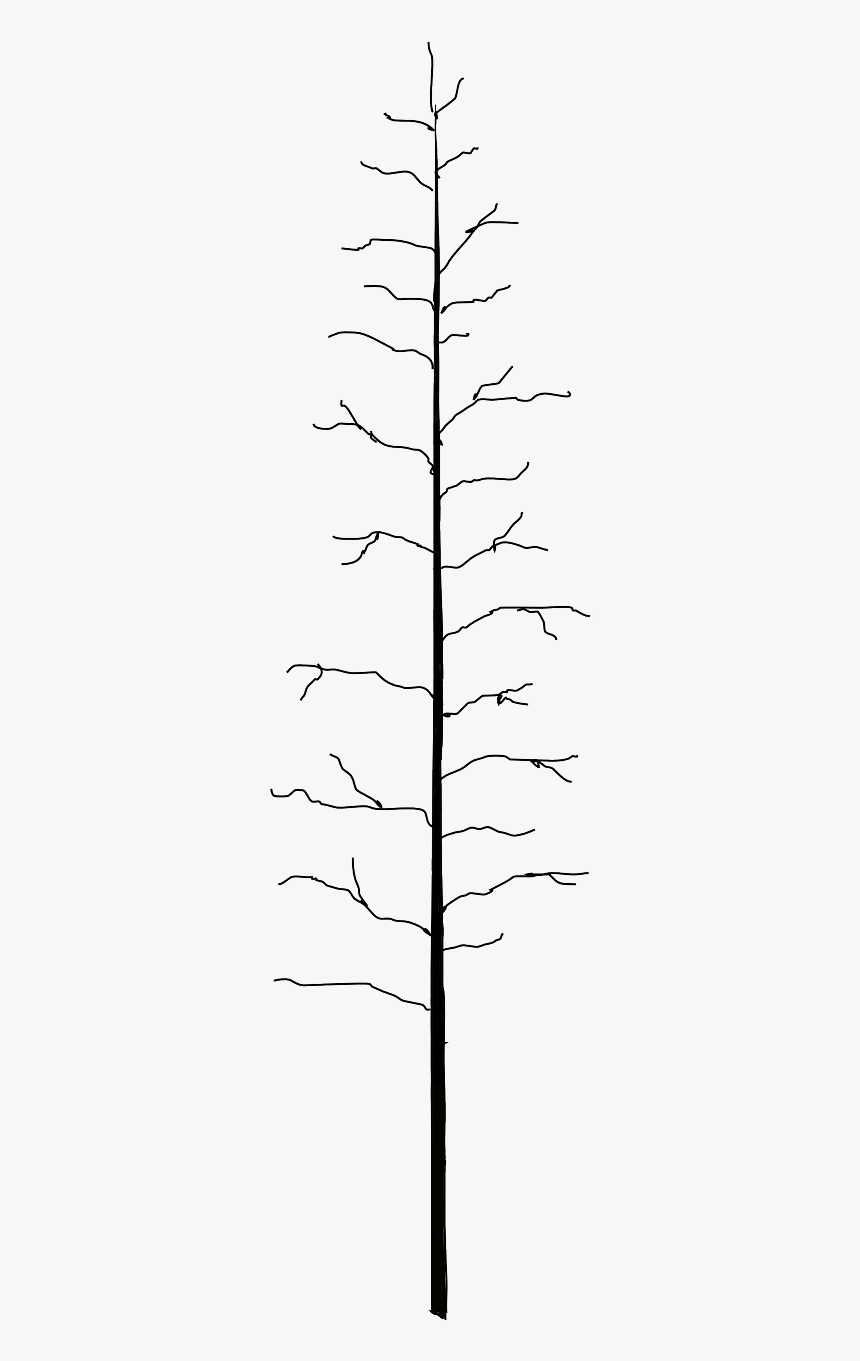 Tree, HD Png Download, Free Download