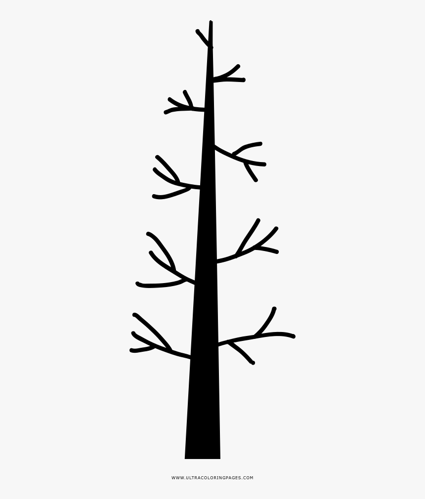 Bare Tree Coloring Page - Fir, HD Png Download, Free Download
