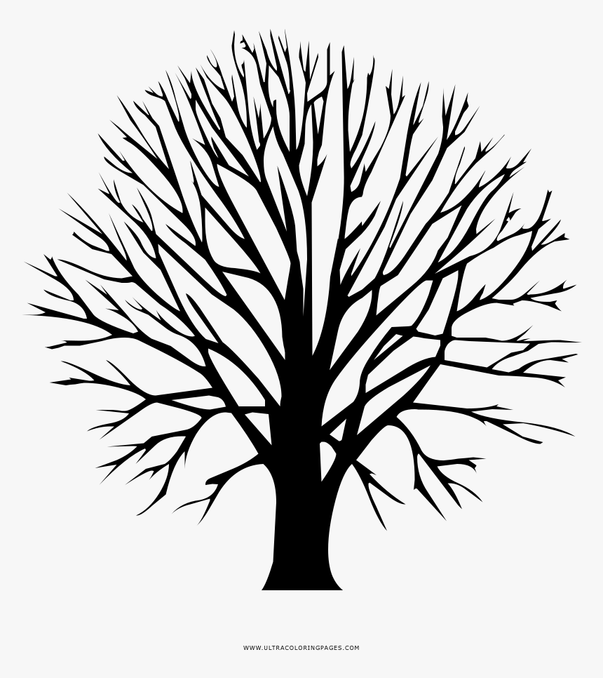 Bare Tree Coloring Page - Apache Directory Logo, HD Png Download, Free Download