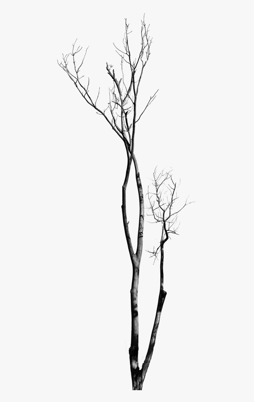 Dead Tree With No Leaves Tree With No Background Bare - Gambar Pohon Tanpa Daun Hitam Putih, HD Png Download, Free Download