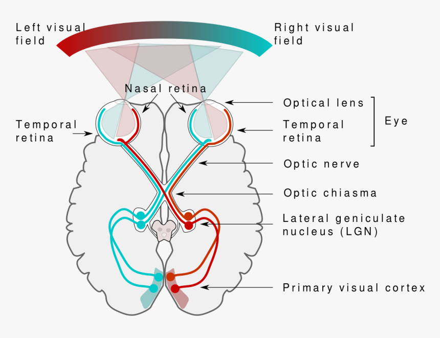 More Than Meets The Eye - Visual Cortex Convolutional Neural Network, HD Png Download, Free Download