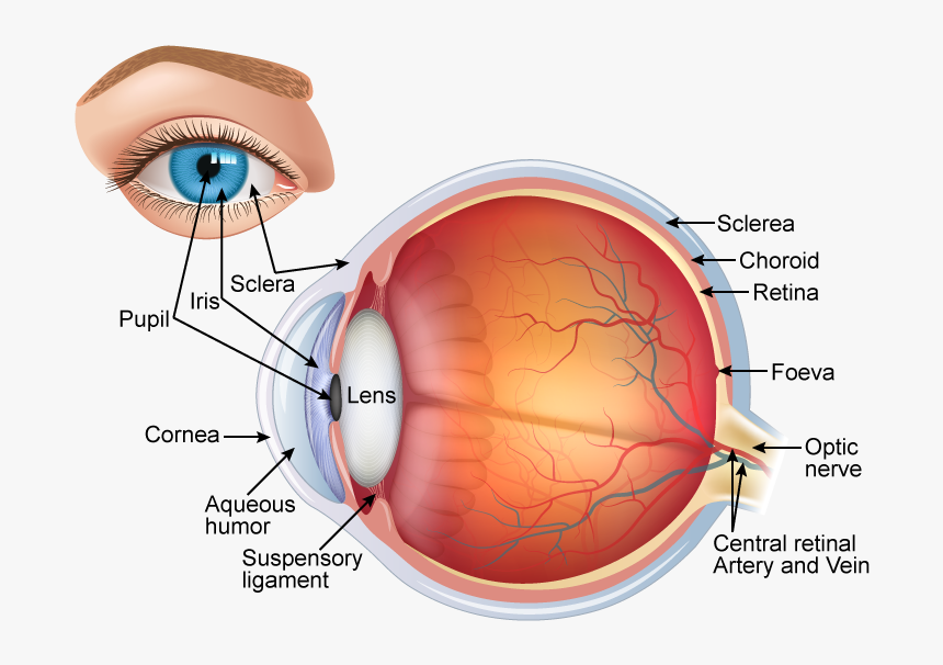 Structure Of Human Eye Class 10, HD Png Download, Free Download