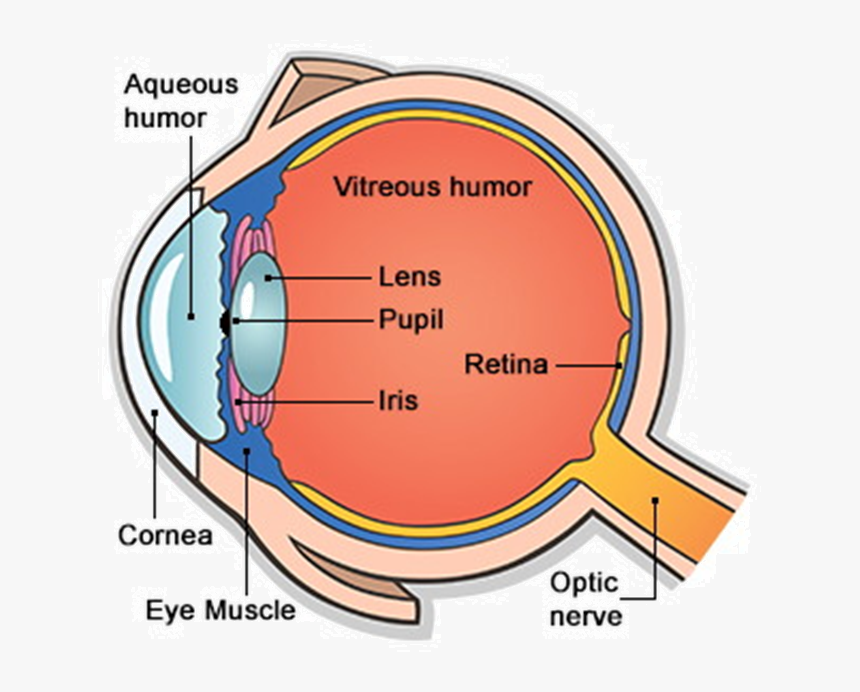 Main Parts Of Eye, HD Png Download, Free Download