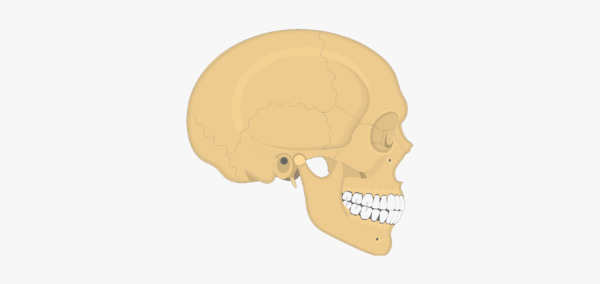 Skull Bones - Lateral View - Transparent Mandible Bone, HD Png Download, Free Download