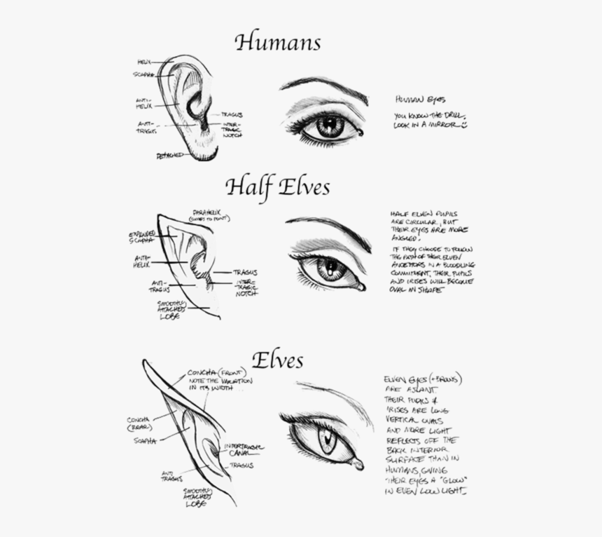 Human Half Elves And - Half Elf Ears, HD Png Download, Free Download