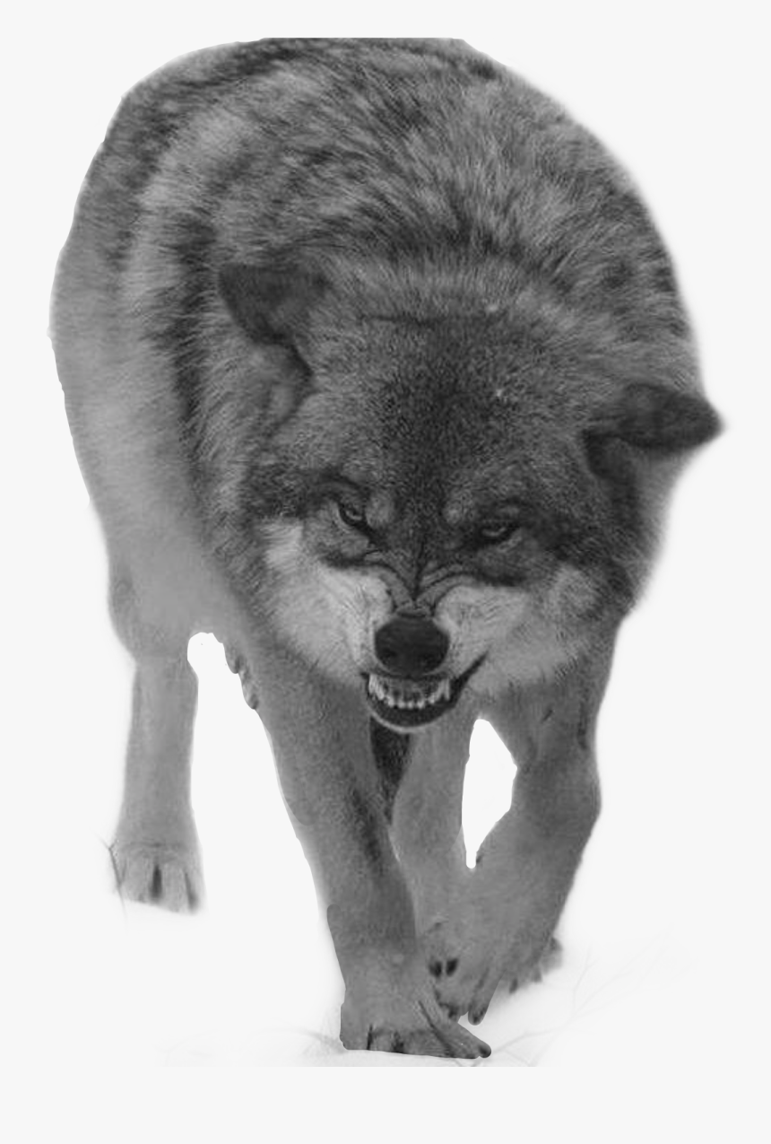 #wolf #angry #snow #storm #fear #fearless #army #grey - Wolf Coming At You, HD Png Download, Free Download