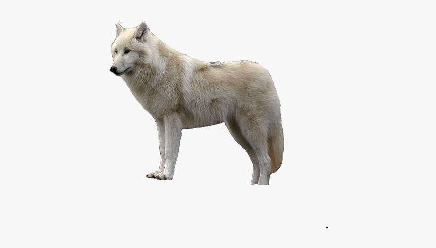 Png White Wolf, Transparent Png, Free Download