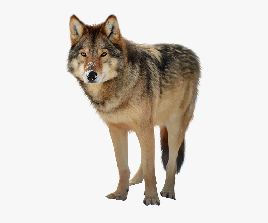 Timber Wolf Png - Timber Wolf Transparent Background, Png Download, Free Download
