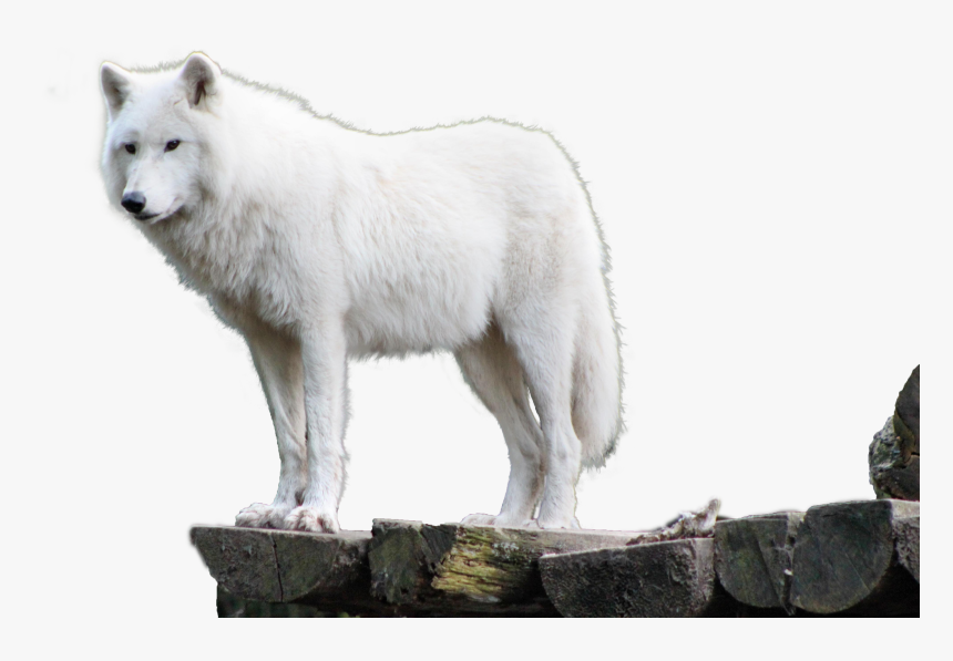 White Wolf Png - White Wolf Hd Png, Transparent Png, Free Download