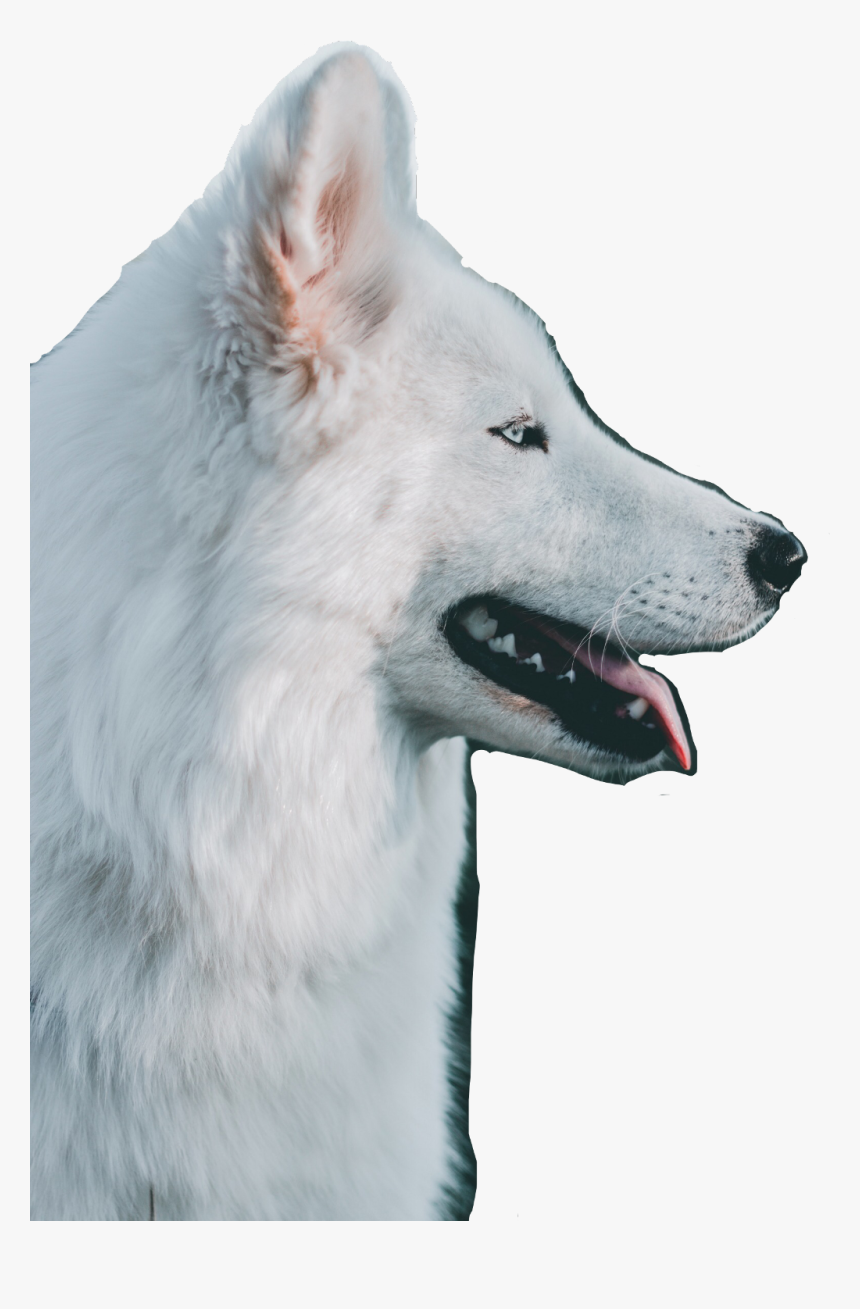 #snow Wolf - Dog - White Dog Wallpaper Hd, HD Png Download, Free Download