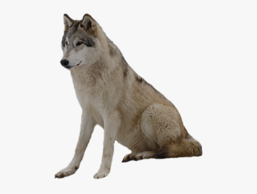 Grey Wolf Png Photos - Wolf Transparent Background, Png Download, Free Download