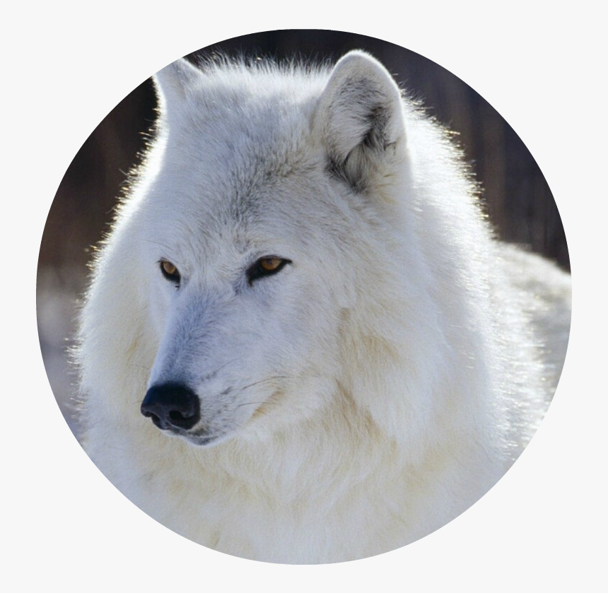 Snow White Wolf With Blue Eyes , Png Download - Wolf, Transparent Png, Free Download