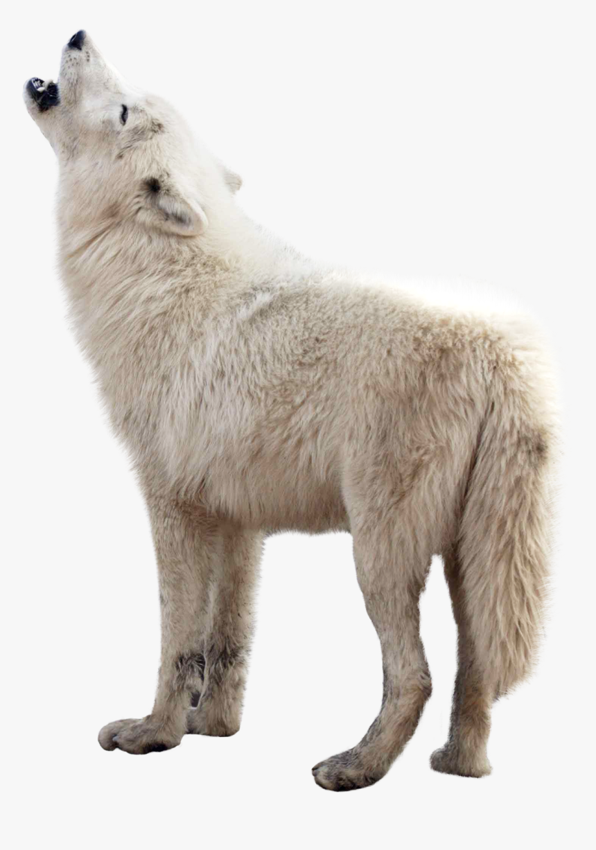 Wolf Png Transparent Images - Wolf Png Transparent, Png Download, Free Download