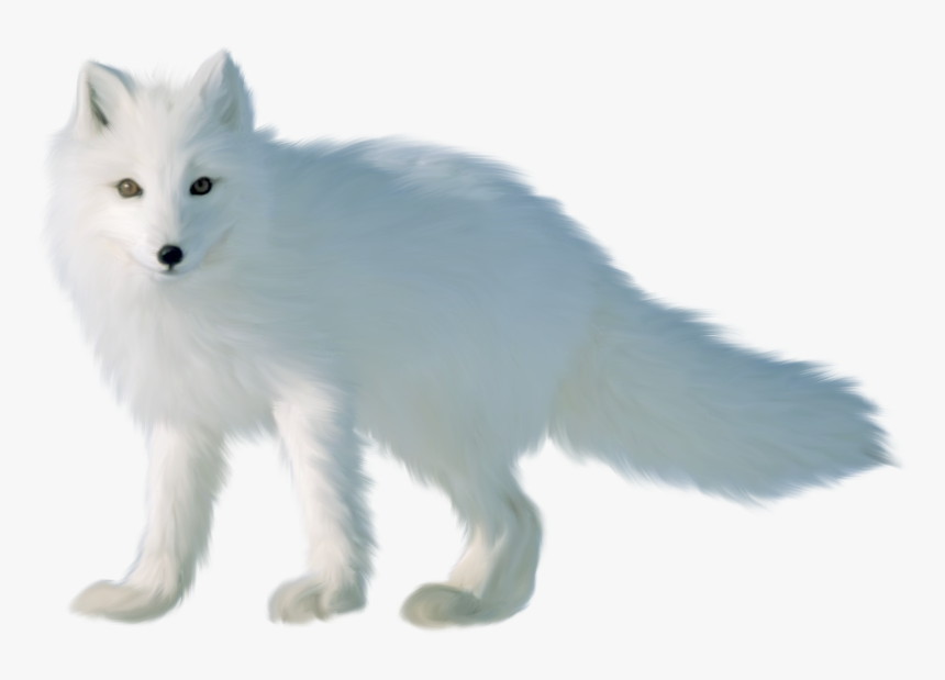 Arctic Fox Clipart Png Arctic Fox Clipart Free Download Transparent