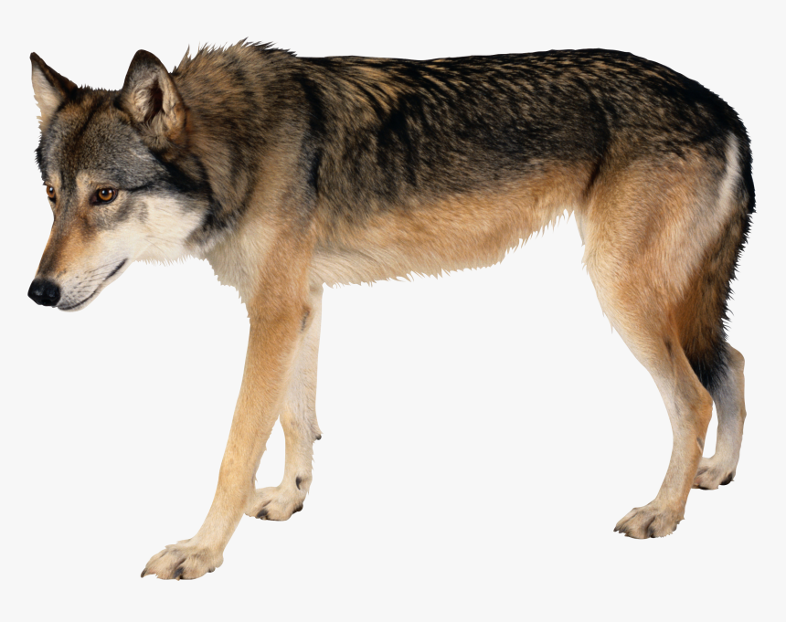 Wolf Side View Png, Transparent Png, Free Download