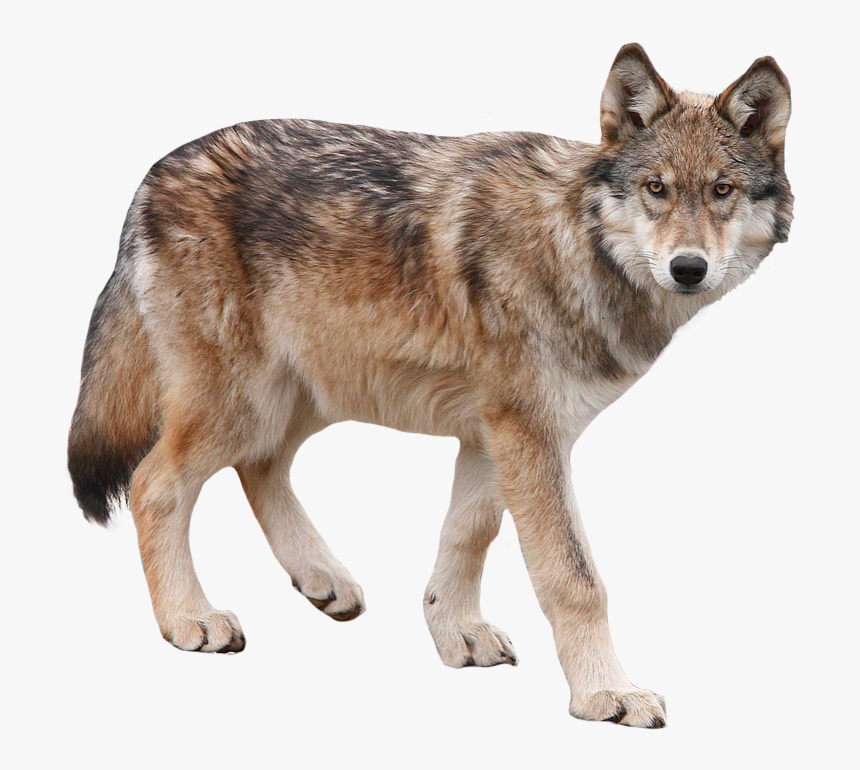 Wolf Transparent Png Image - Wolf Transparent, Png Download, Free Download