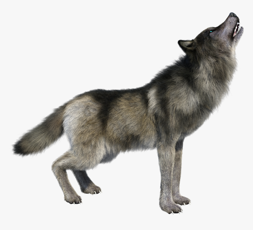 Howling Wolf Png Hd Image Transparent - Transparent Wolf Howling Png, Png Download, Free Download