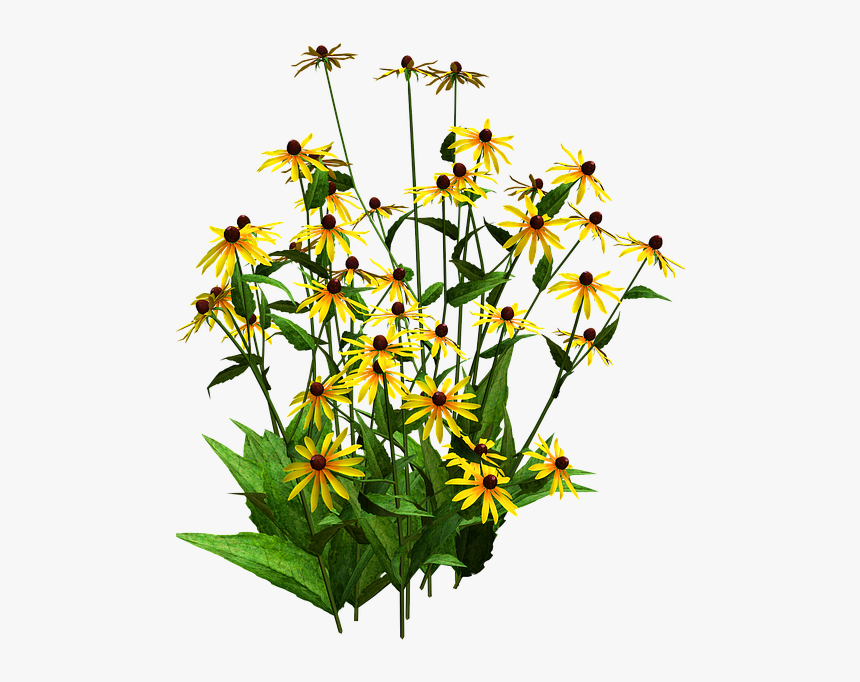 Flora, Flower Bush, Yellow Flower, Black Eyed Susans - Black Eyed Susan Png, Transparent Png, Free Download