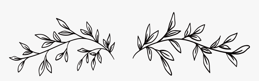 Black And White, Line Art, Watercolor Painting, Flora - Black And White Vine, HD Png Download, Free Download