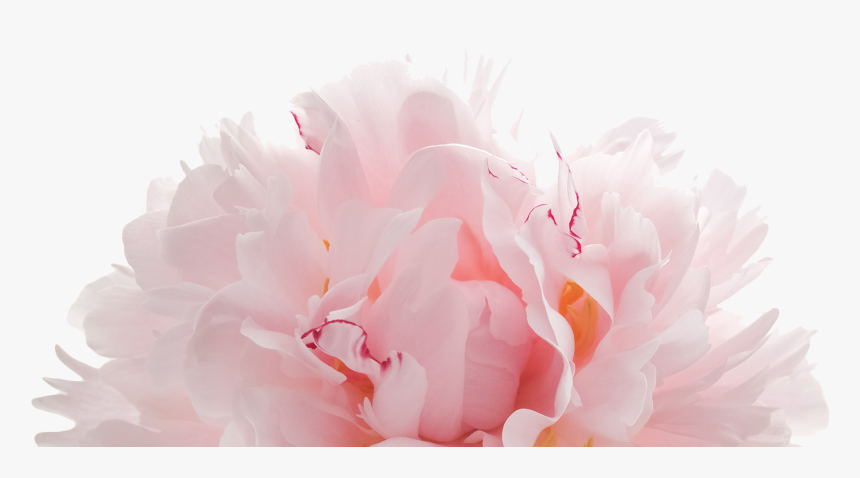 Common Peony, HD Png Download, Free Download