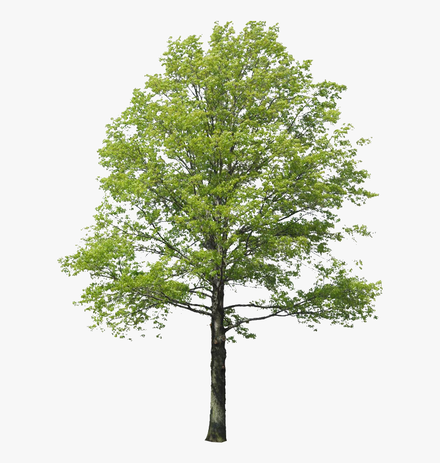 Populus Nigra Tree Rendering Arbol Landscape Clipart - Arboles Png Para Renders, Transparent Png, Free Download