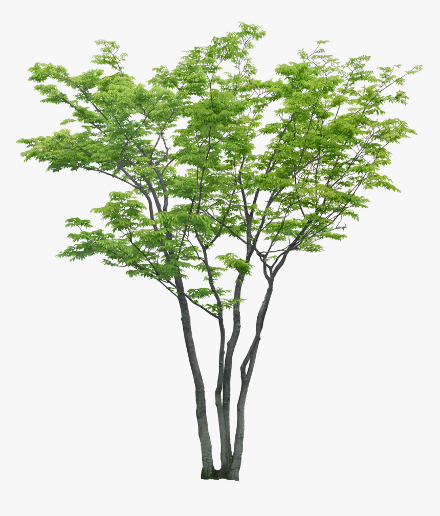 Arboles Png Para Renders, Transparent Png, Free Download