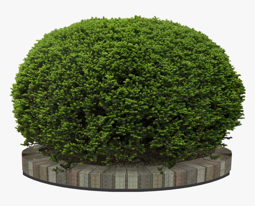 Garden Tree Png, Transparent Png, Free Download