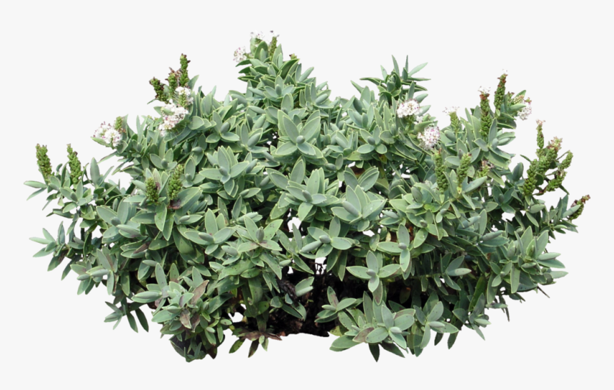 Bush Png, Transparent Png, Free Download