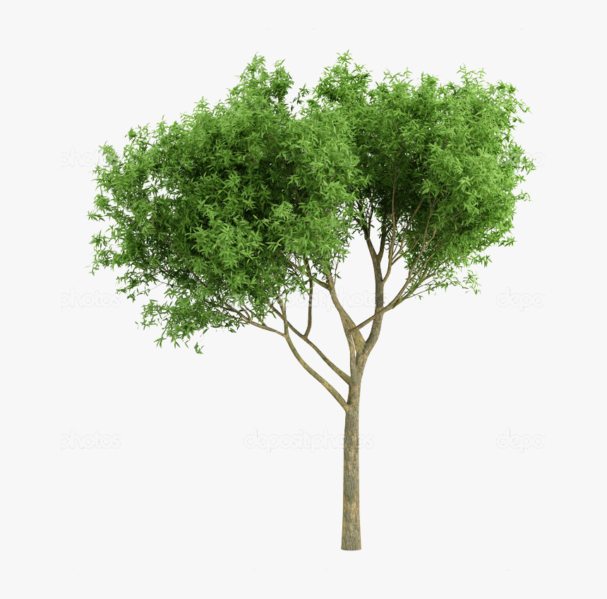 Transparent Tree Cutout Png - Trees For Photoshop Rendering, Png Download, Free Download