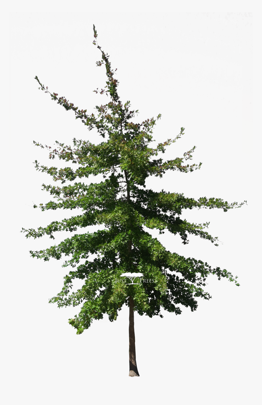 Pin Oak Png - Colorado Spruce, Transparent Png, Free Download