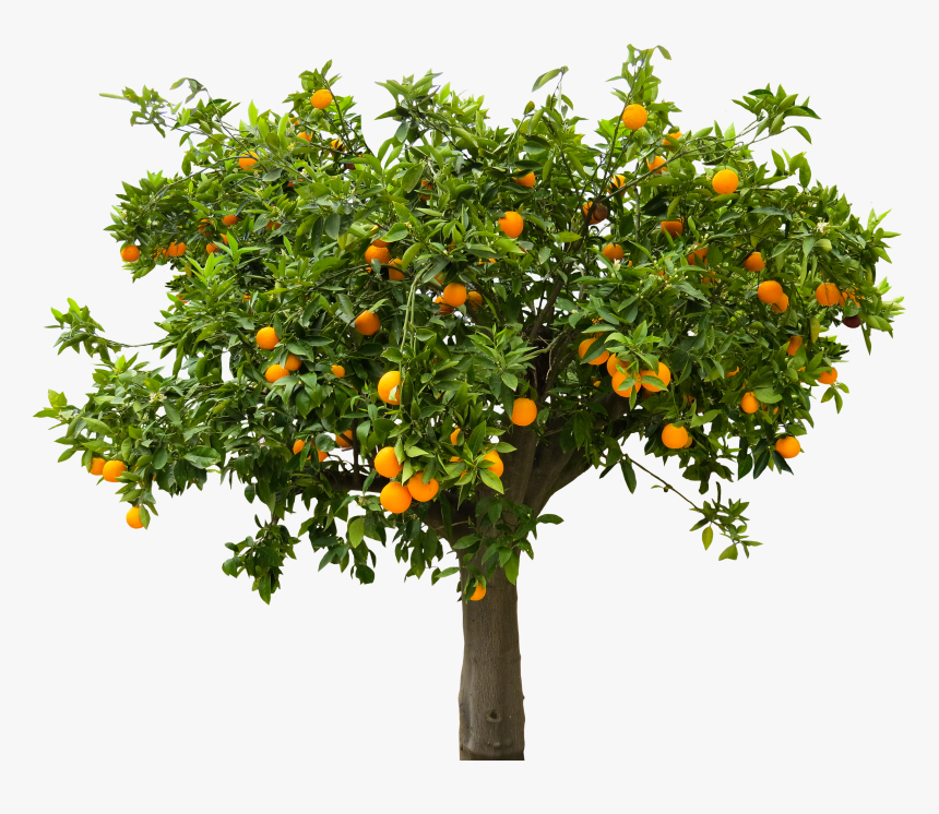 Peach Tree Transparent Background, HD Png Download, Free Download