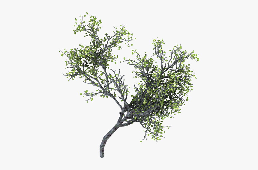 Arboles Con Ramas Png, Transparent Png, Free Download