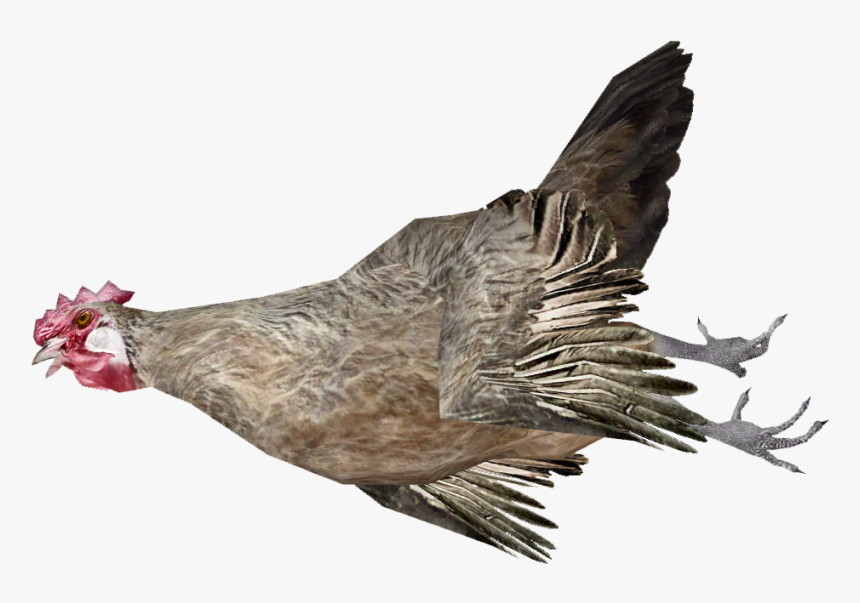 Dead Chicken - Dead Chicken Png, Transparent Png, Free Download