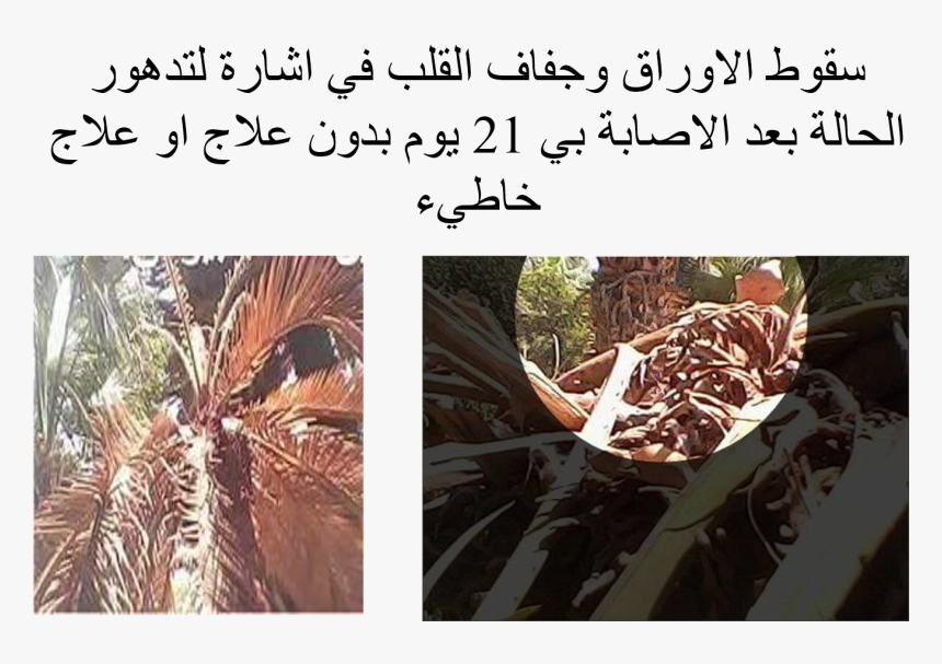 Cycas Revoluta Rust - Effat University, HD Png Download, Free Download