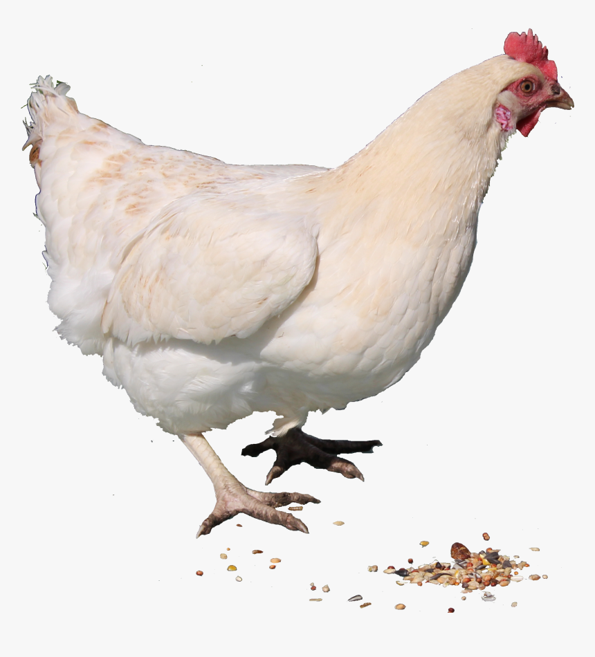 Clip Art Chicken Png - Chicken Png, Transparent Png, Free Download