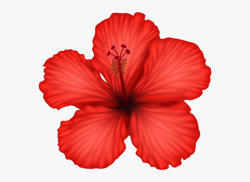 Transparent Hibiscus Flower Png, Png Download, Free Download