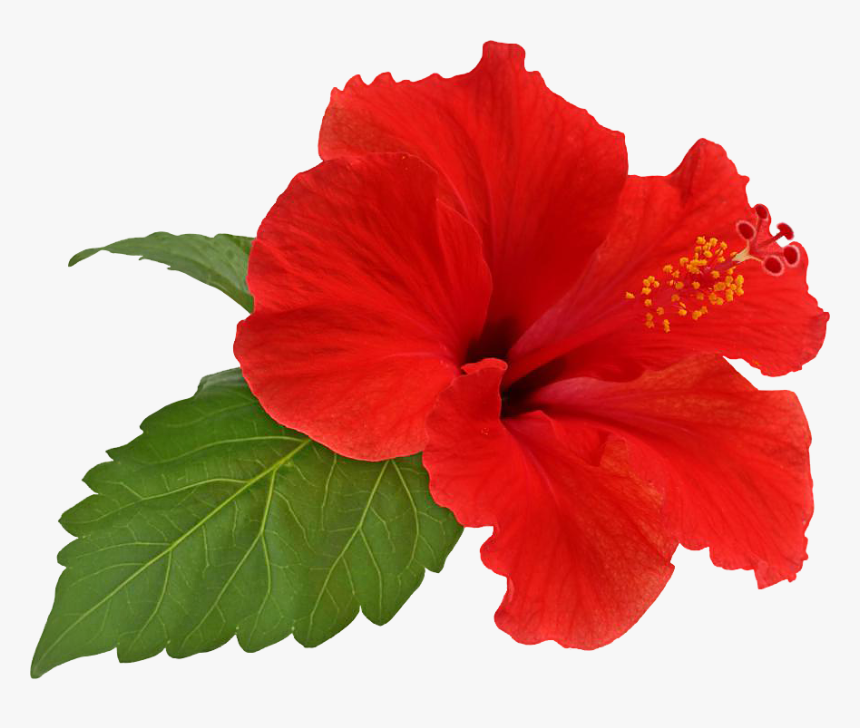 Download Hibiscus Transparent Png - Hibiscus Flower Png Transparent, Png Download, Free Download