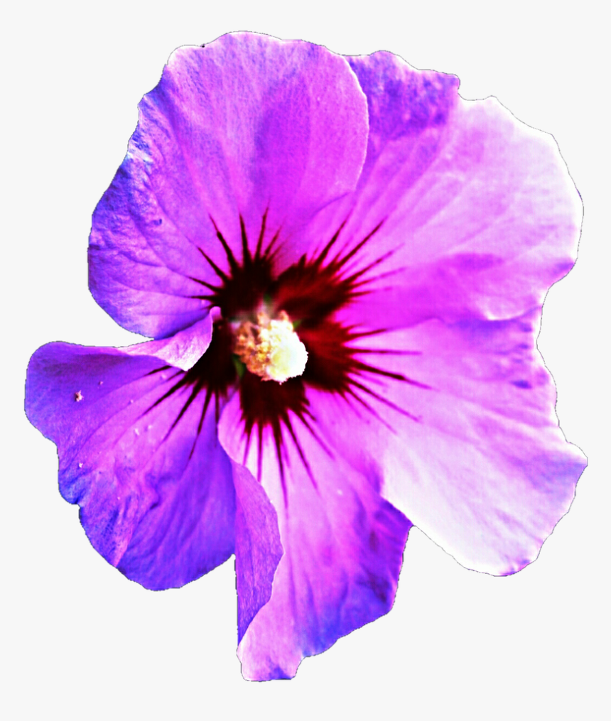 Transparent Hibiscus Clipart - Purple Hawaiian Flowers Png, Png Download, Free Download