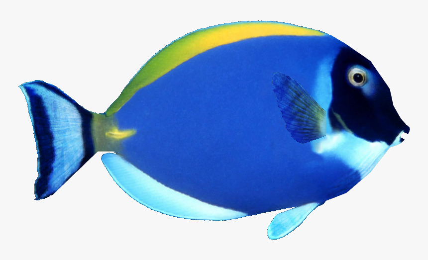 Powder Blue Tang - Colour Fish Images Png, Transparent Png, Free Download