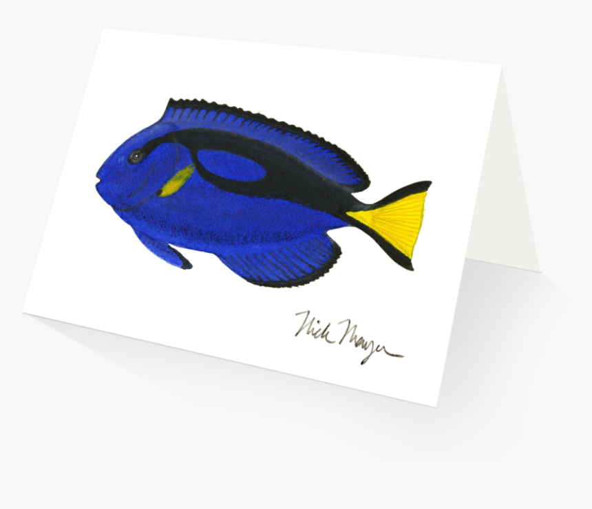 Blue Tang - Illustration, HD Png Download, Free Download