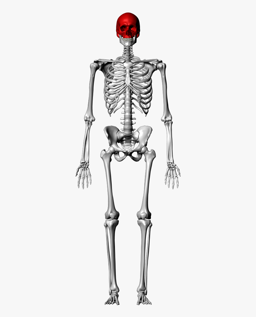 Femur Skeleton, HD Png Download, Free Download