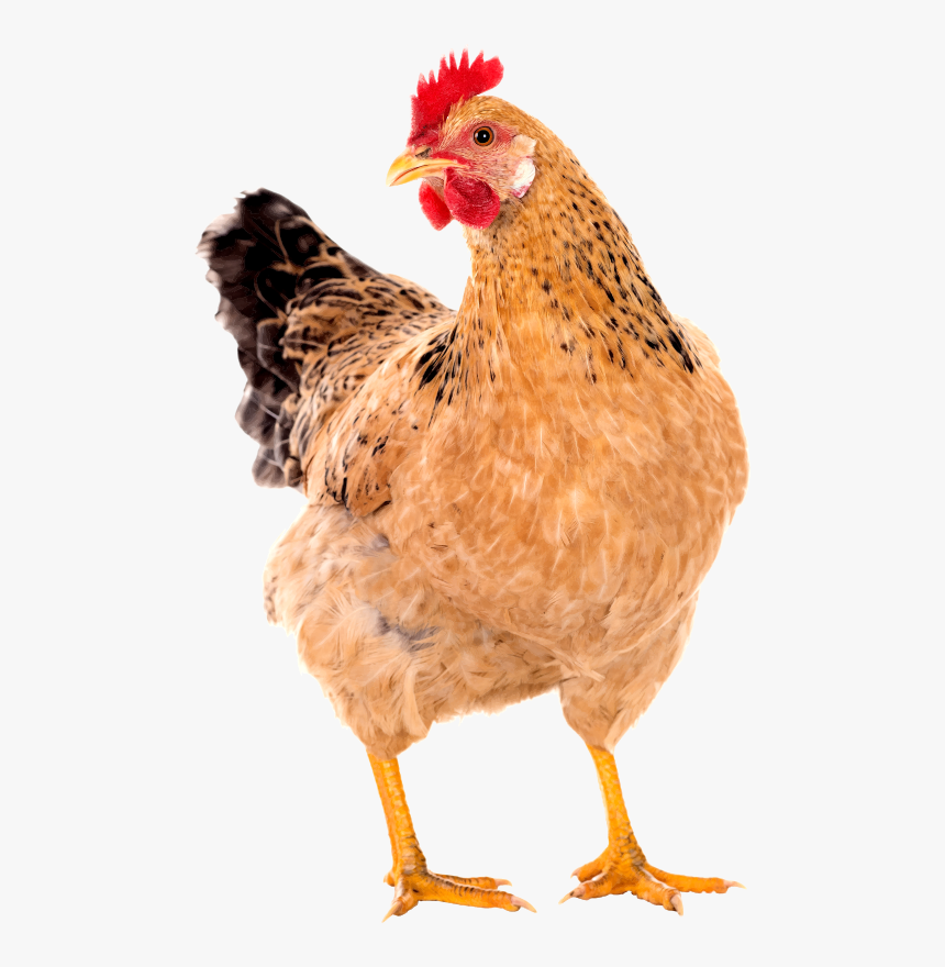 Hen - Chicken Png Transparent, Png Download, Free Download