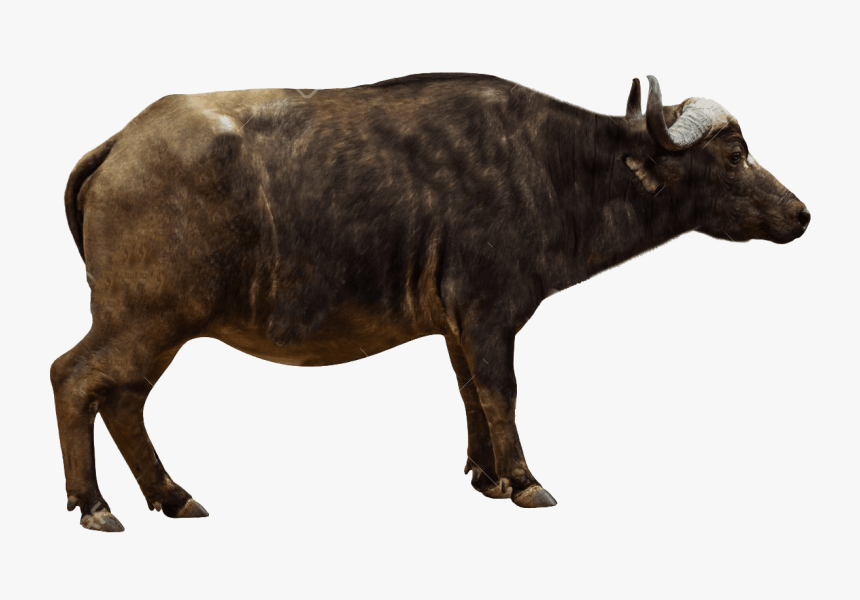 African Buffalo Side View, HD Png Download, Free Download